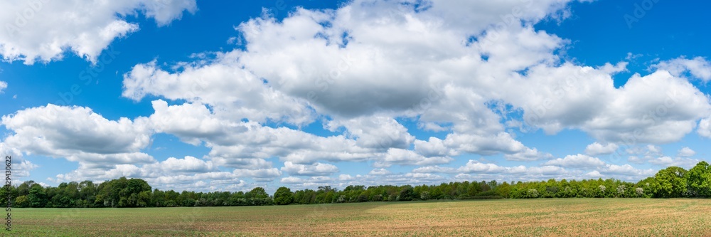 Green field panorama with trees and clouds on blue sky Green field panorama with trees and clouds on blue sky