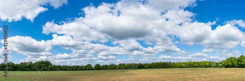 Fototapeta Green field panorama with trees and clouds on blue sky