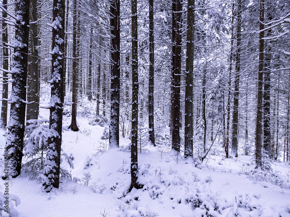 Fototapeta premium beautiful winter snowy landscape.