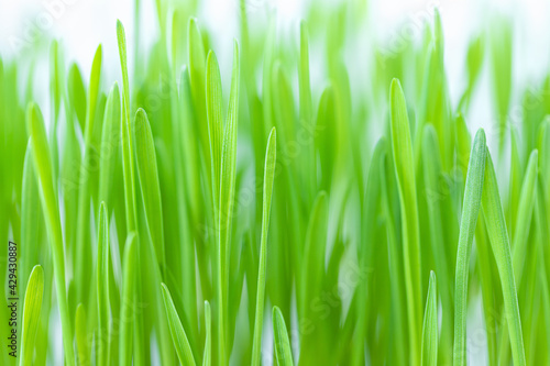 Photos The green grass nature background