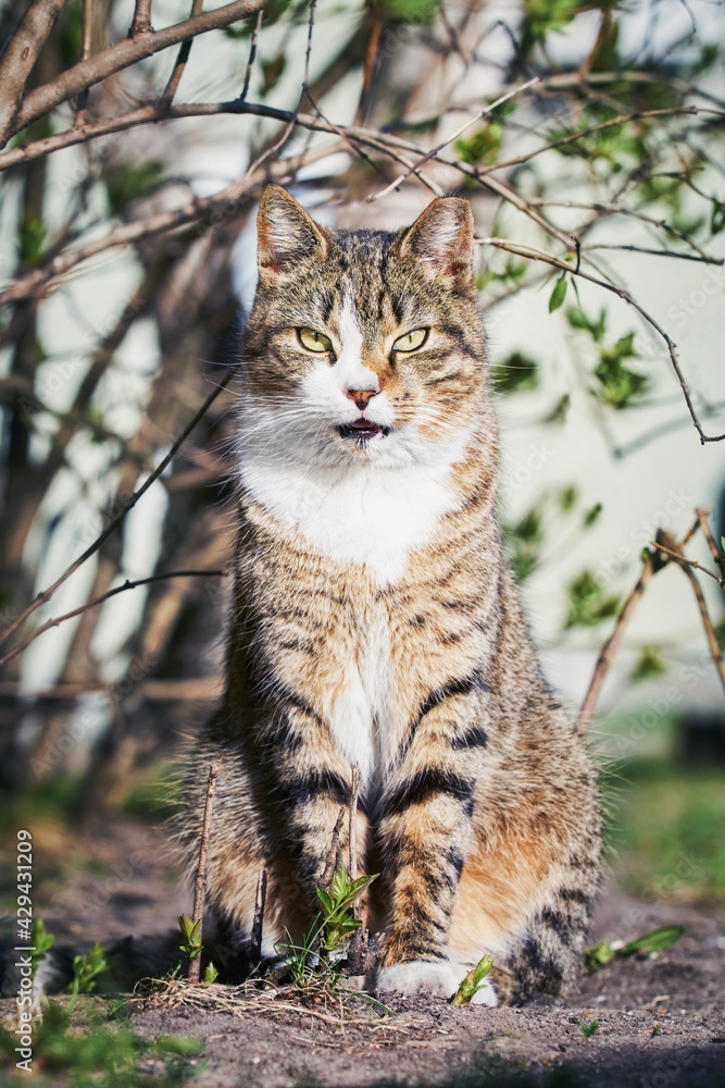 A beautiful stray cat sits in the bush and looks at the camera A beautiful stray cat sits in the bush and looks at the camera