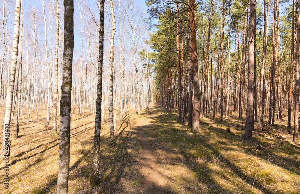 Obraz premium Forest landscape with Pine and birch trees