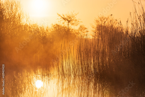 Tranquil, foggy sunrise in a wetland in the Netherlands.