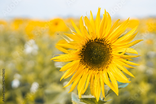 Sonnenblume in Sonnenblumenfeld im Sommer