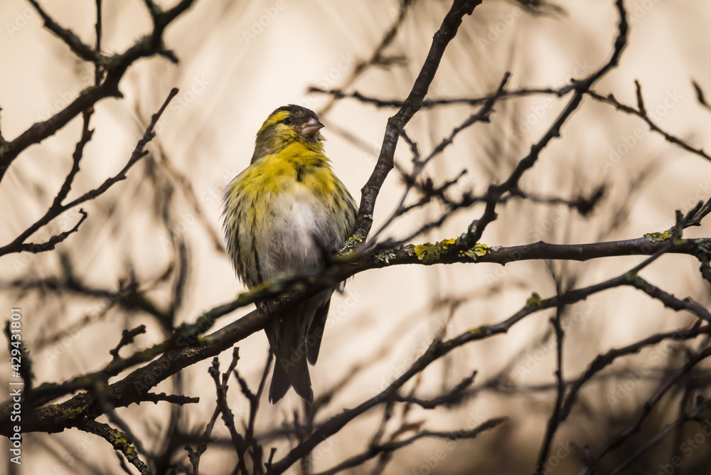 Fototapeta premium Selective focus photo. Siskin bird on tree. Spinus spinus.
