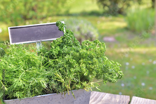 aromatic herbs like basil, parsley and bill fresh put in a metal gardener wit...