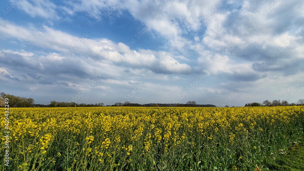 field of yellow rapeseed against blue sky