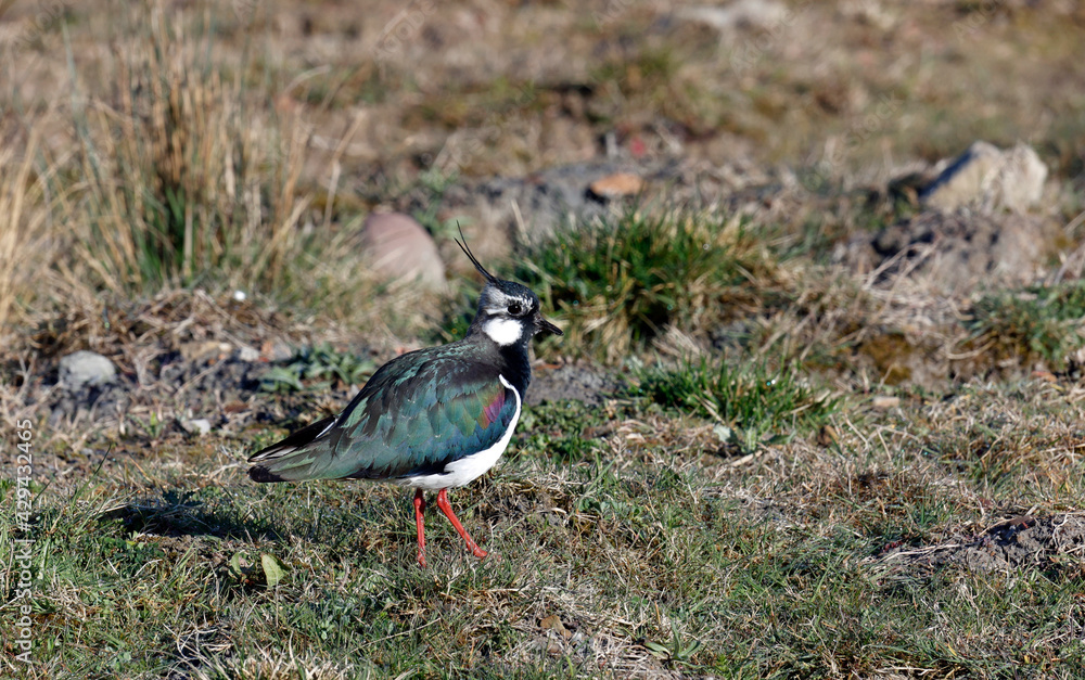 Lapwing on the moors Lapwing on the moors