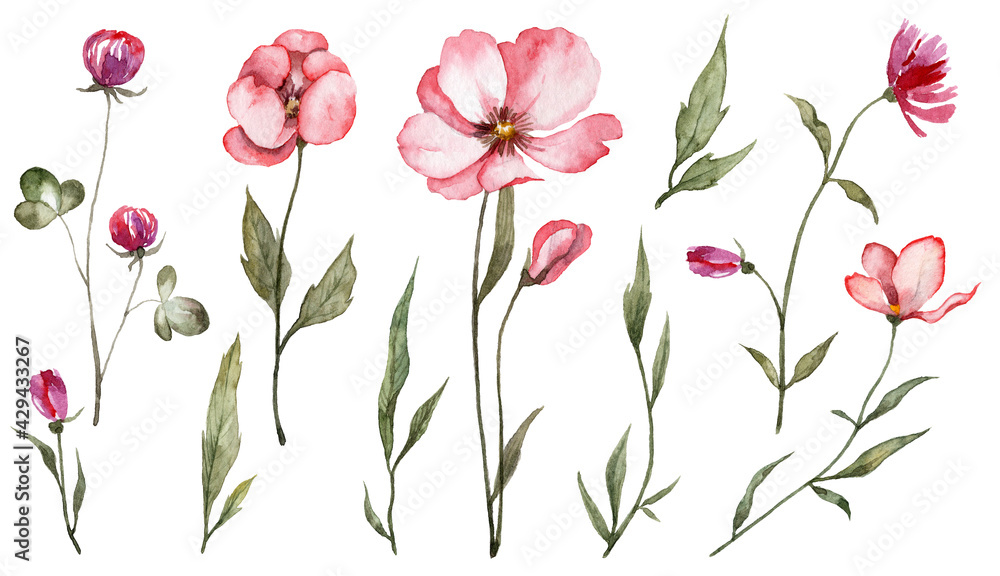 Set of hand painted watercolor flowers. Botanical illustration