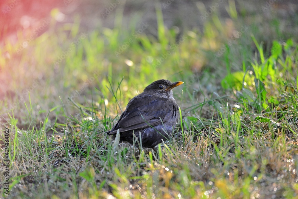 common blackbird on a grass common blackbird on a grass