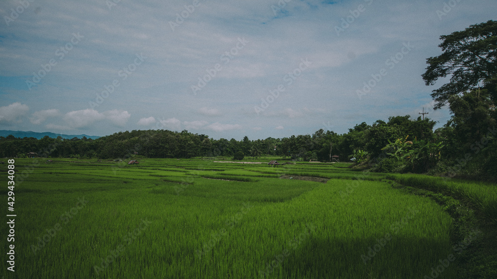 Fototapeta premium Paddy field view.