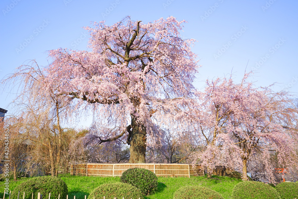 Fototapeta premium Weeping Cherry Tree at Maruyama-Park, Kyoto City, Kyoto Pref., Japan