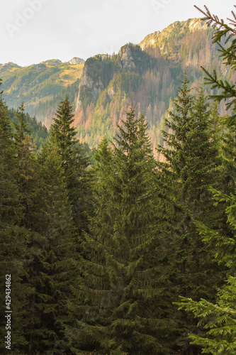 Beautiful forrest landscape. European green mountains © reneladuree