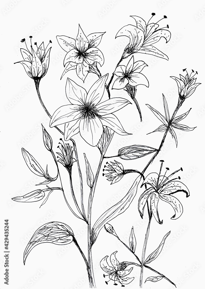 Hand drawing of flower and leaf with black ink Hand drawing of flower and leaf with black ink