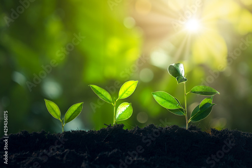 Economic growth, Tree Plant Growing In Sunlight Three Steps, Financial growth or of saving money and increasing finances concept