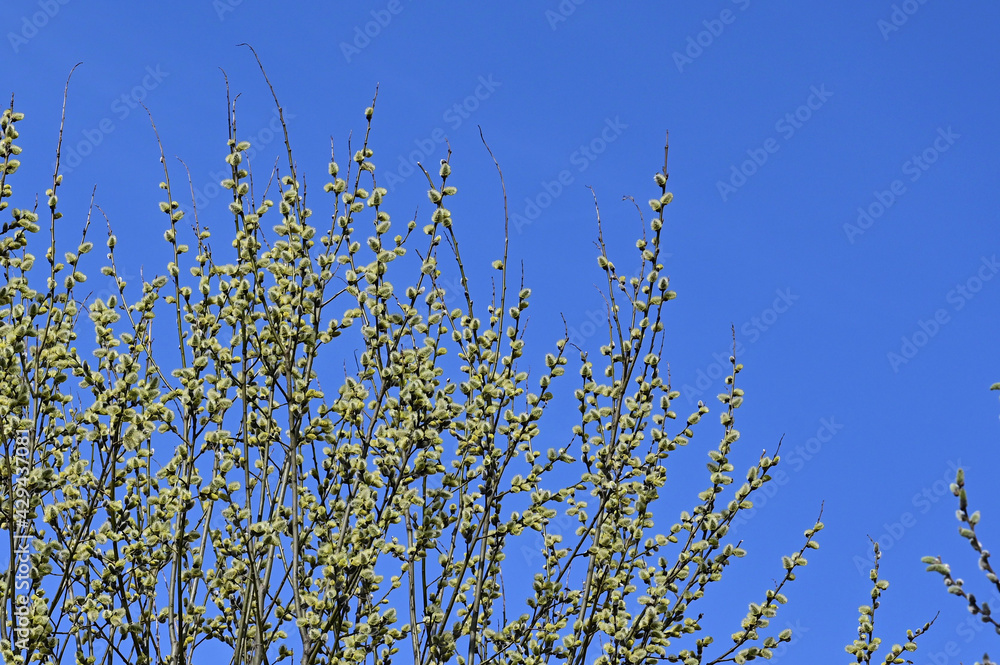 Blooming branches of a yellow willow against a blue spring sky on a sunny day. Palm Sunday. Space for text Blooming branches of a yellow willow against a blue spring sky on a sunny day. Palm Sunday. Space for text