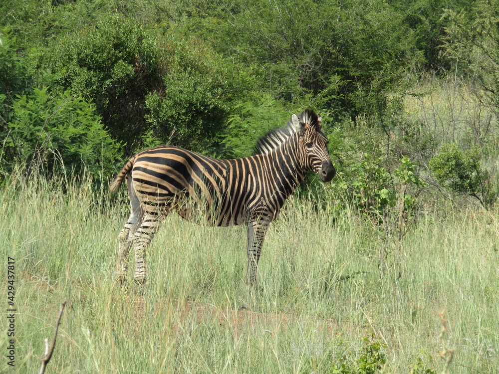 Fototapeta premium Zebra Spotted At A Nearby Safari In Pilanesberg South Africa.