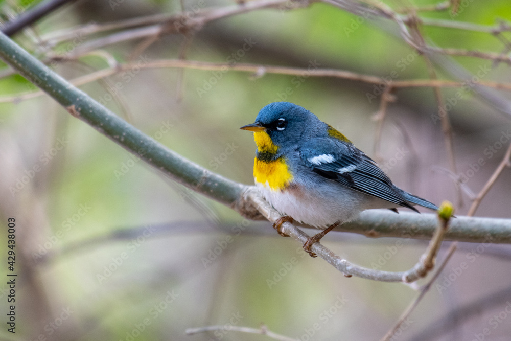 An Adult breeding male Northern Parula (Setophaga americana) perching on a branch in the spring.
An Adult breeding male Northern Parula (Setophaga americana) perching on a branch in the spring.