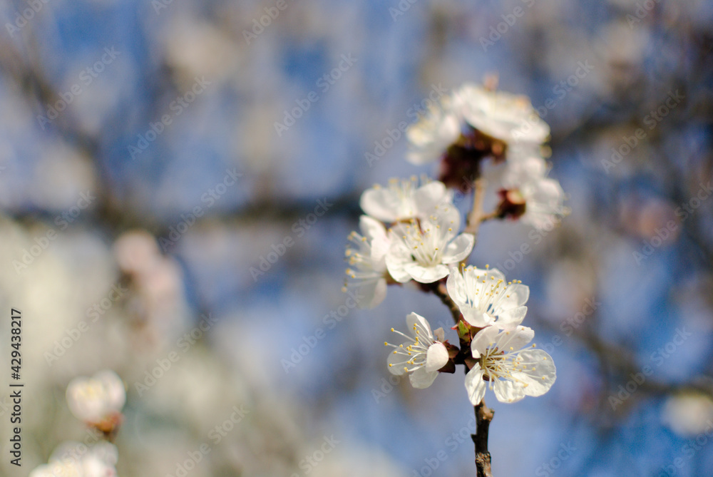 White apricot inflorescences on a blurred background White apricot inflorescences on a blurred background
