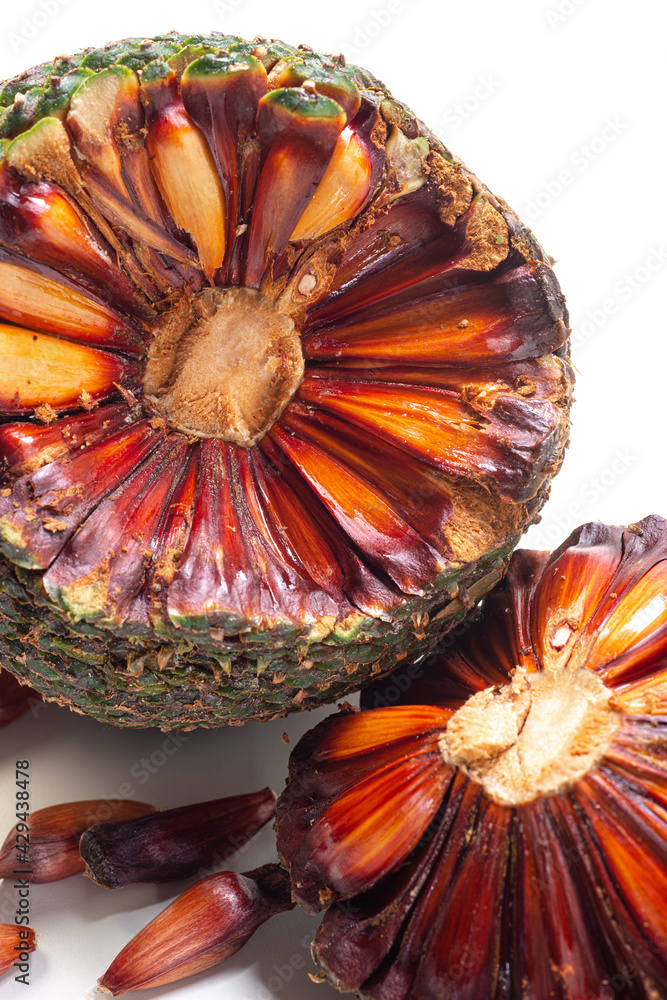 Close-up of an open pine cone on a white background. The pine cone is the  true fruit of Araucaria and its seeds are pine nuts. Brazilian food. Stock  Photo | Adobe Stock