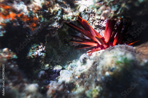 Red sea urchin hiding between stones