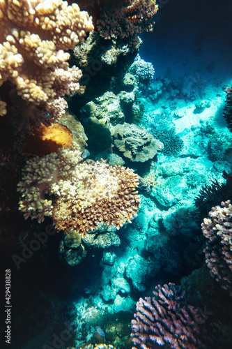 Coral reef colony in Red sea in Egypt