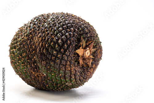 Close-up of a pine cone on a white background. The pine cone is the true fruit of Araucaria and its seeds are pine nuts. Brazilian food.