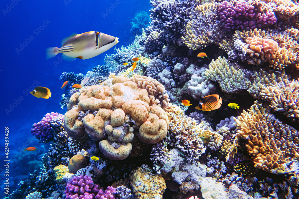 Fototapeta premium Different tropical fish on a coral reef in the Red Sea