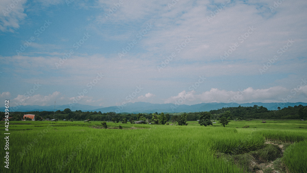 Paddy field view.