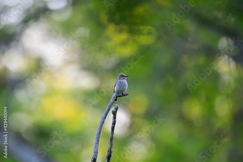 Grauschnäpper (Muscicapa striata) an seiner Nisthöhle
