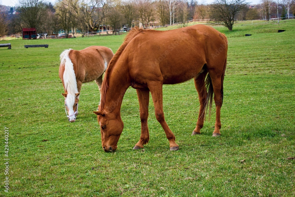 Horses in the paddock of Karlovy Vary Horses in the paddock of Karlovy Vary