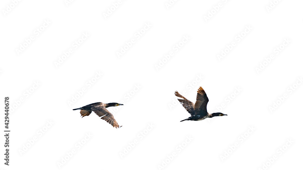 Obraz premium A flock of migratory birds in the sky