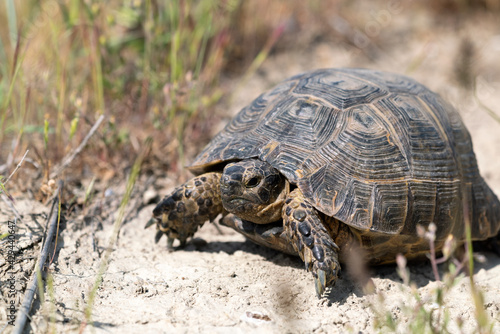 Land steppe turtle