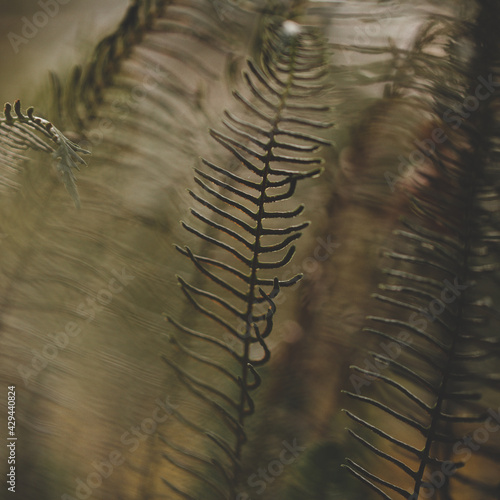 fern leaf in the sand