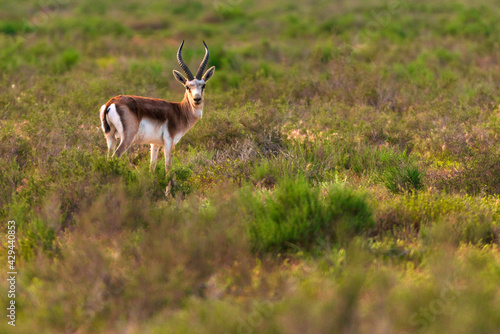 Goitered gazelle Jeyran in field. Wildlife nature reserve