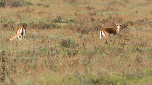 Goitered gazelle Jeyran in field. Wildlife nature reserve