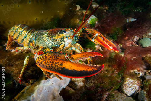 Photography American lobster underwater foraging for food on rocky bottom.