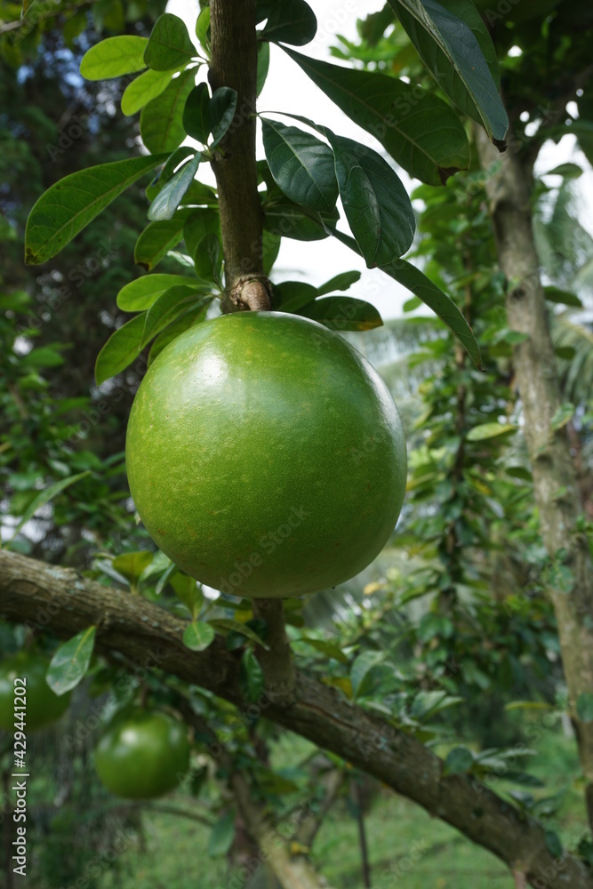 Crescentia cujete fruit with a natural background. Also called Calabash tree Crescentia cujete fruit with a natural background. Also called Calabash tree
