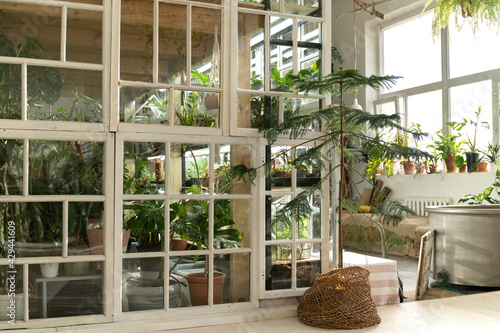 Home garden, orangery or greenhouse interior with houseplants, old wooden furniture and big windows. House gardening concept. Cozy indoor winter garden with tropical plants in retro style room