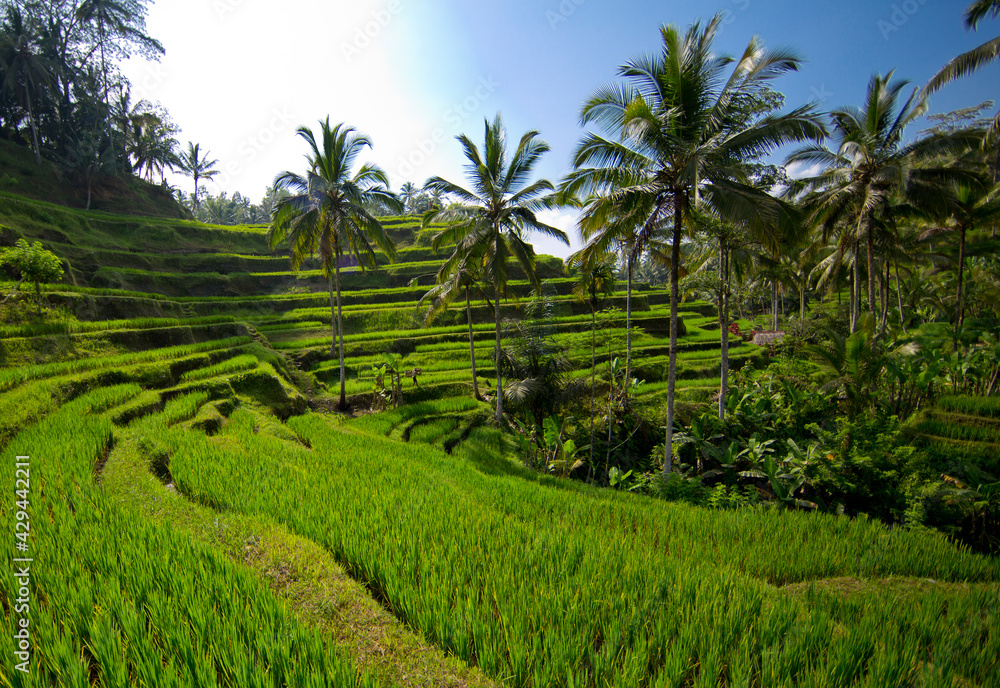 balinese rice fields on a sunny day balinese rice fields on a sunny day