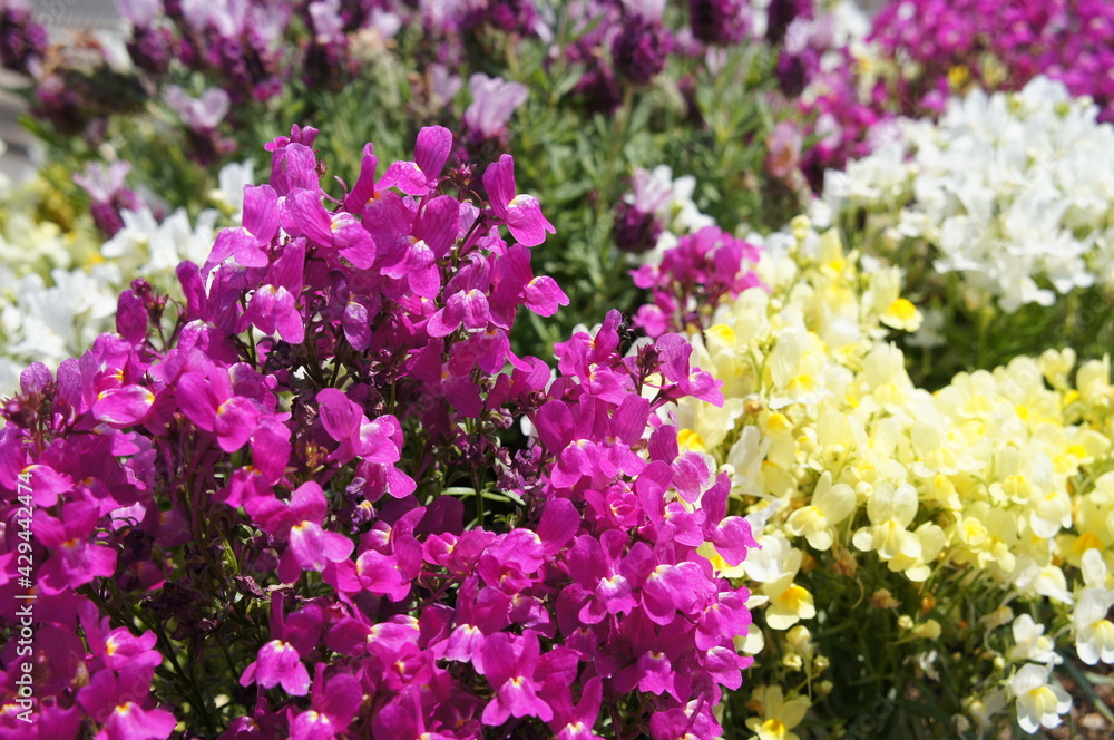 Obraz premium 花壇の花のクローズアップ