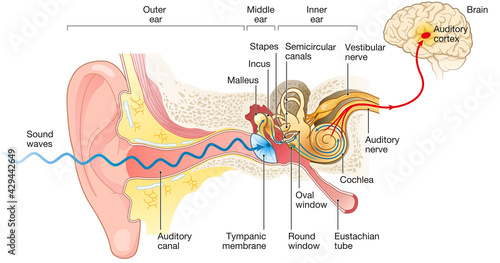 Ear anatomy. Illustration showing the way of a sound wave to the brain photo