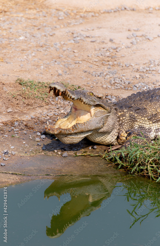 Obraz premium Wildlife crocodile sleeping and open mouth laying on the ground near the river in the nature.
