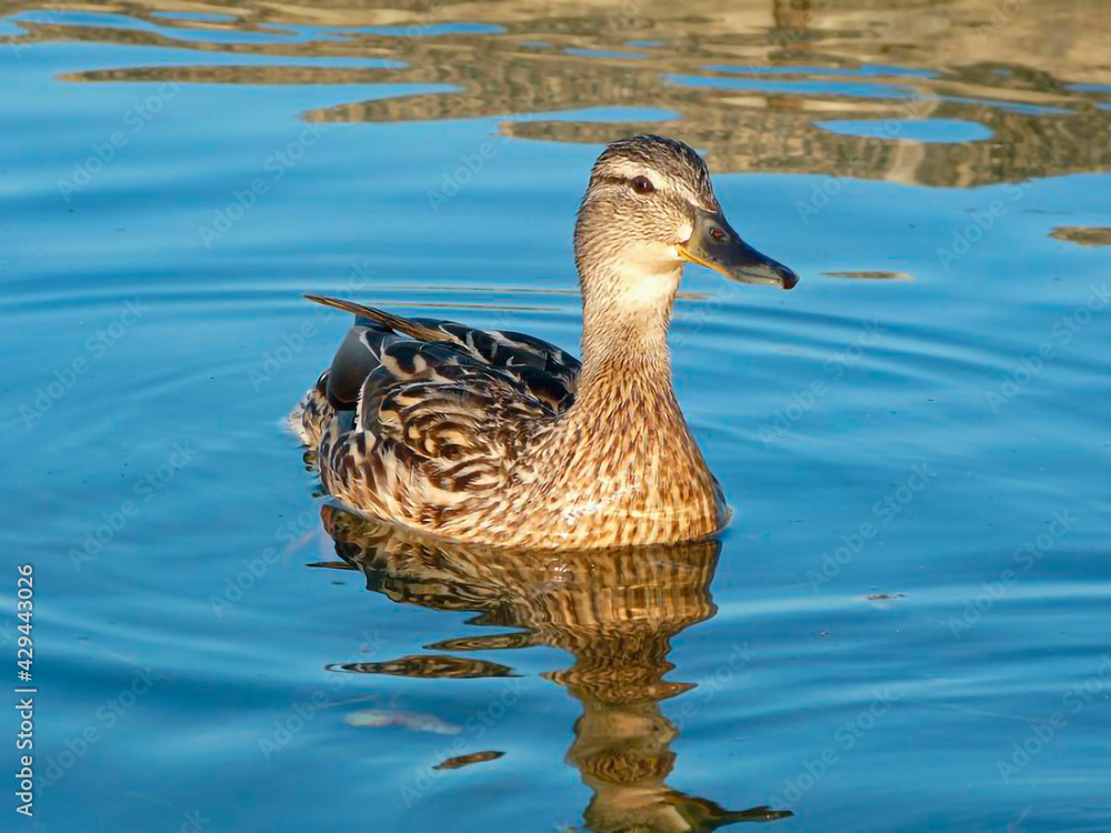 Fototapeta premium Duck swimming in the lake