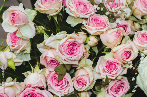 Gorgeous close-up roses. Blooming delicate roses in a bouquet. Festive floral background in pastel colors. Pastel pink roses close-up.