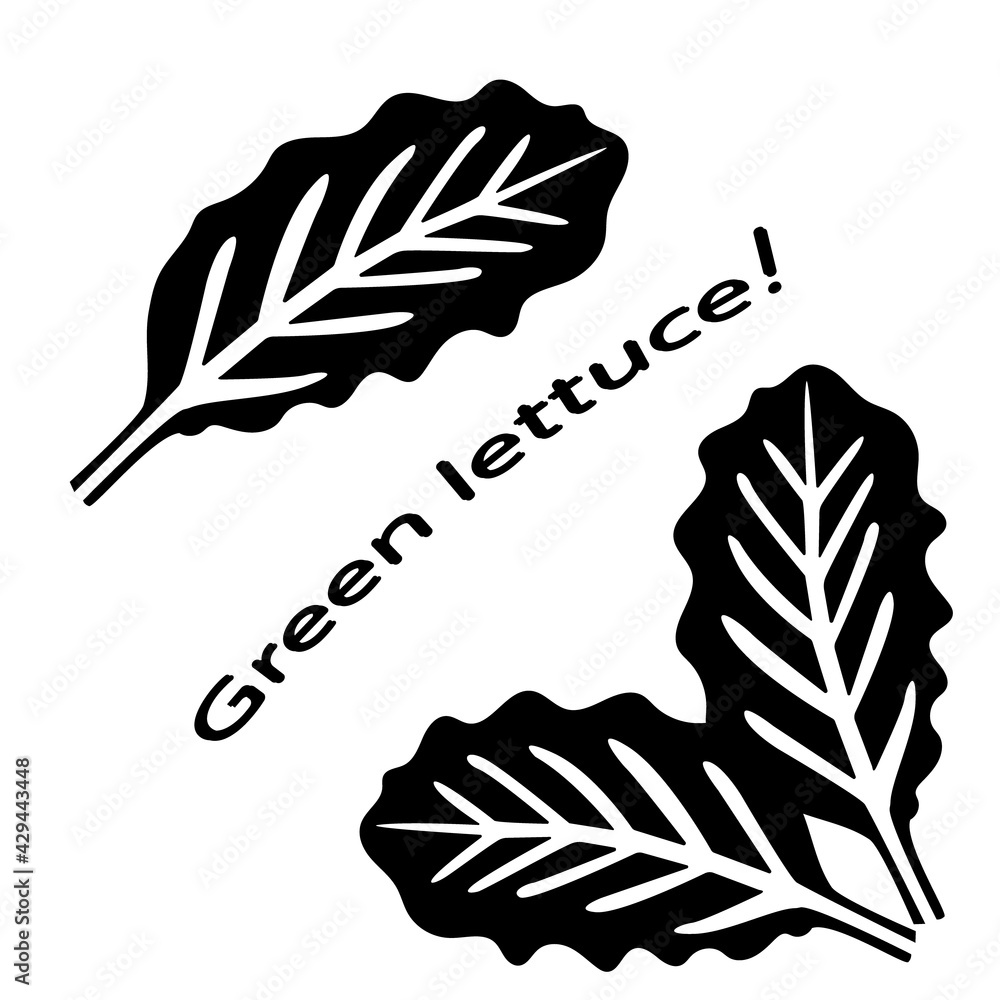 Lettuce closeup. Black icon of lettuce leaves. Black silhouette of green vegetables. Vector