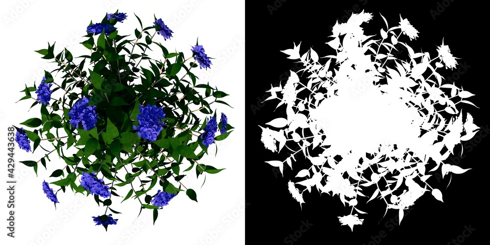 Top view of Plant (Hydrangea 1) Tree png with alpha channel to cutout made with 3D render Top view of Plant (Hydrangea 1) Tree png with alpha channel to cutout made with 3D render