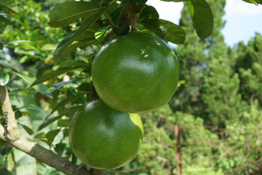 Crescentia cujete fruit with a natural background. Also called Calabash tree