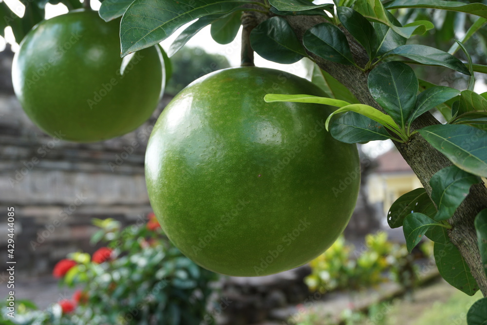 Crescentia cujete fruit with a natural background. Also called Calabash tree Crescentia cujete fruit with a natural background. Also called Calabash tree