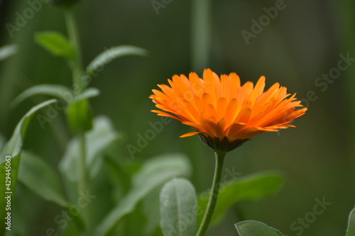 Flores y plantas de jard  n